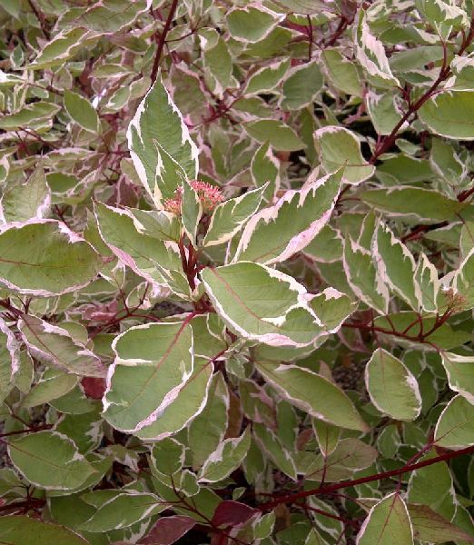 Cornus alba 'Elegantissima'
